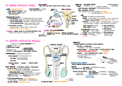 HISTO-T1314-esquema-Sistema-reproductor-femeni-i-masculi.pdf
