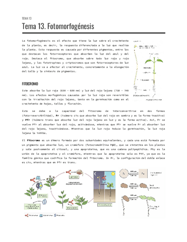 Tema-13.-Fotomorfogenesis.pdf