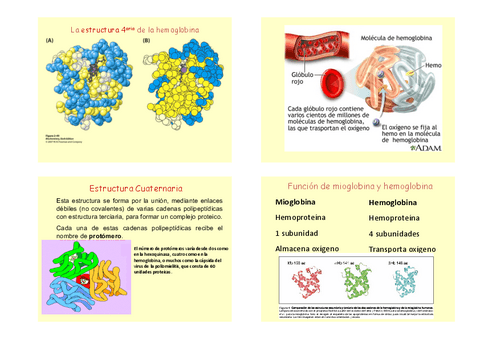 Tema-5-hemoglobina.pdf