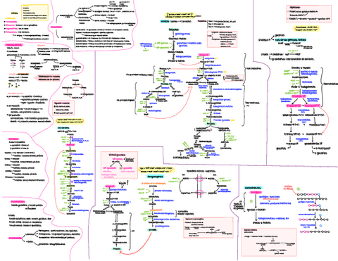 Mapa-Conceptual-Glucidos.pdf
