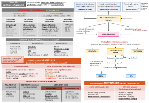 Tema 11 Glomerulonefritis y sdr nefrótico.pdf