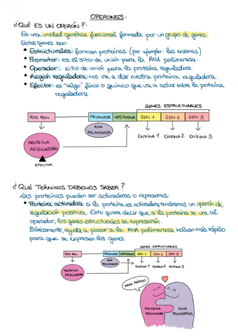 Apuntes-genetica-operones.pdf