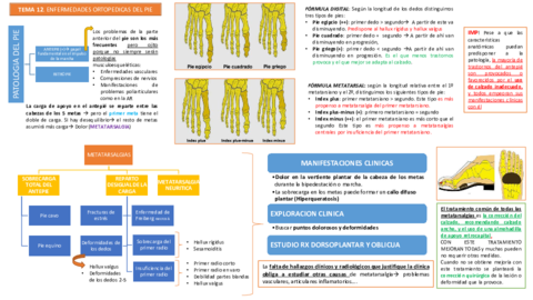 Tema 12 Enfermedades ortopédicas del pie.pdf