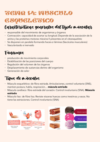 Tema-14.-Musculo-esqueletico.pdf
