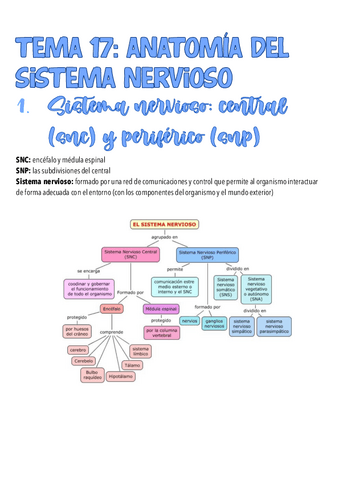 Tema-17.anatomia-del-sistema-nervioso.pdf
