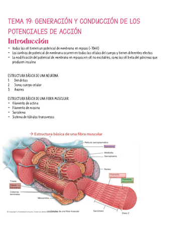 Tema-19.-Generacion-y-conduccion-de-los-potenciales-de-accion.pdf