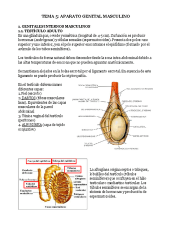 TEMA-5-APARATO-GENITAL-MASCULINO.pdf