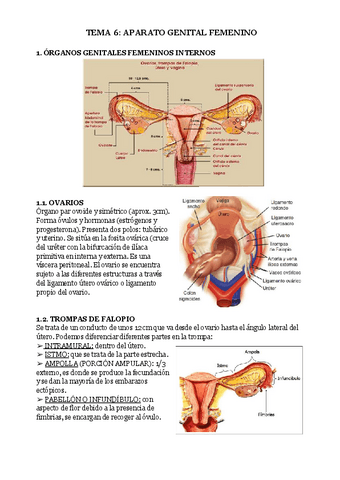 TEMA-6-APARATO-GENITAL-FEMENINO.pdf