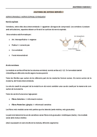 Anatomia-Humana-Sistema-nervioso-V.pdf