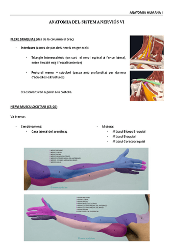 Anatomia-Humana-Sistema-nervioso-VI.pdf