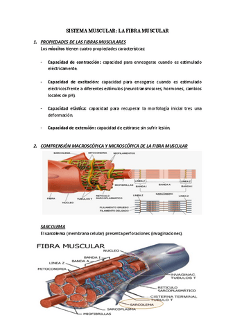 Anatomia-humana-Fibra-muscular.pdf