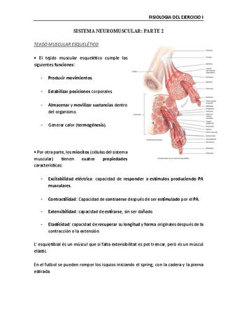 Fisiologia-de-lexercici-Sistema-neuromuscular-II.pdf