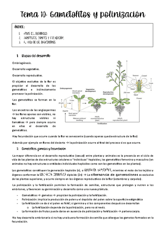 Tema-10-bases.pdf