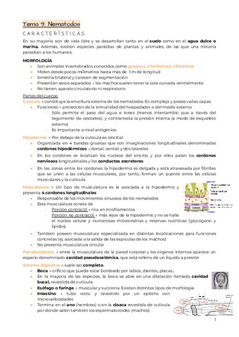 Tema-9.-Nematodos.pdf