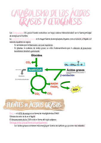 8.-Catabolismo-de-los-acidos-grasos-y-cetogenesis.pdf