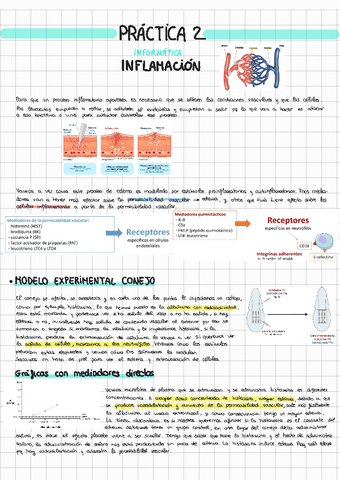 PRACTICA-2-INFLAMACION.pdf