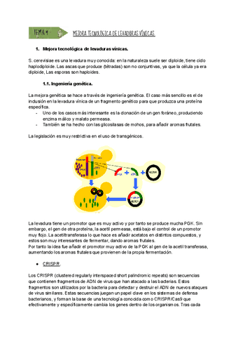 TEMA-9-MEJORA-TECNOLOGICA-DE-LEVADURAS-VINICAS.pdf