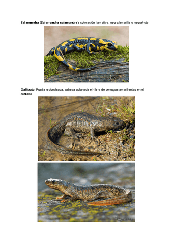 Visu-anfibios-y-reptiles.pdf