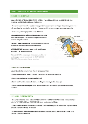 TEMA-6-ANATOMIA.pdf