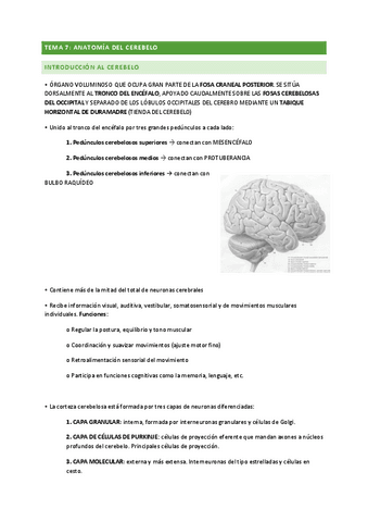 TEMA-7-ANATOMIA.pdf