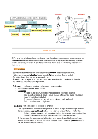 Tema-3-parte-nematodos.pdf