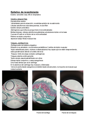 Practicas-Histologia-Animal.pdf