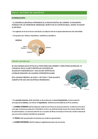 TEMA-8-antatomia.pdf
