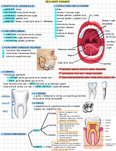 RESUMEN-EXAMEN-CAVIDAD-BUCAL.pdf