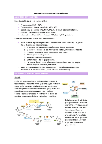 TEMA-12-BIOQUIMICA.pdf