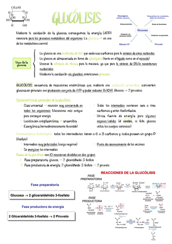 3.-Glucolisis.pdf