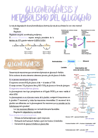 4.-Gluconeogenesis-y-metabolismo-del-glucogeno.pdf