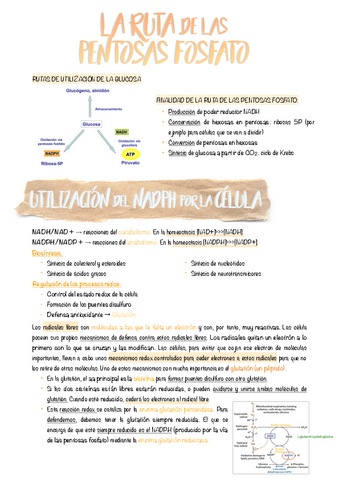 5.-Pentosas-fosfato.pdf