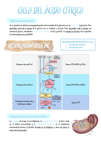 6.-Ciclo-del-acido-citrico.pdf