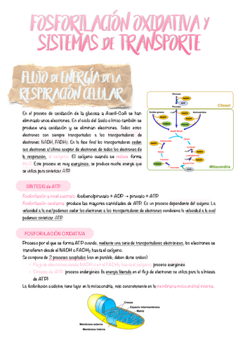 7.-Fosforilacion-oxidativa-y-sistemas-de-transporte.pdf