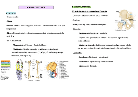 Apuntes-2-parcial-anatomia.-MIEMBRO-INFERIOR.pdf