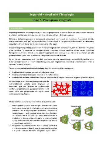 2n-parcial-Ampliacio-dhistologia.pdf