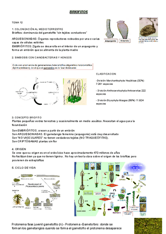 briofitos-tema-12-y-13.pdf