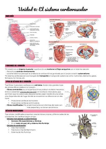 Unidad-6-El-sistema-cardiovascular-1.pdf