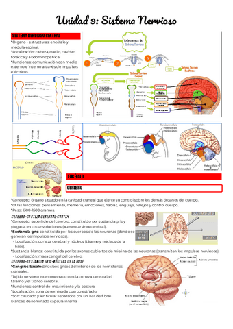 Unidad-9-Sistema-Nervioso.pdf