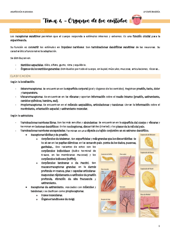Tema-4-Organos-de-los-sentidos.pdf