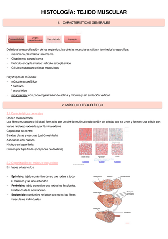 Tejido-Muscular.pdf