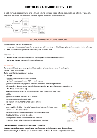 Histologia-Tejido-Nervioso.pdf