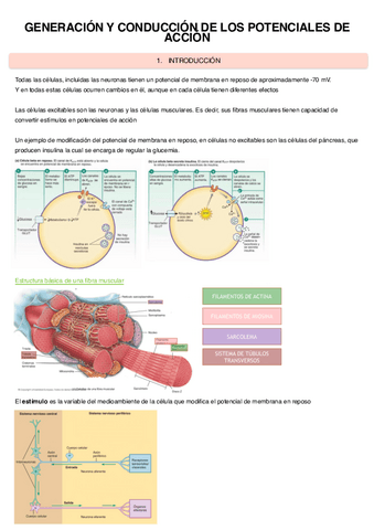 Generacion-Conduccion-Potenciales.pdf