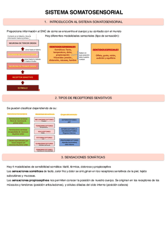 Sistema-Somatosensorial.pdf