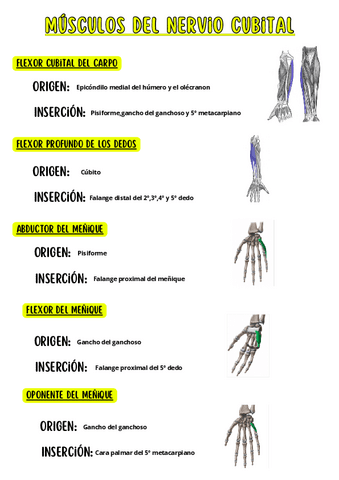 Musculos-del-nervio-Cubital.pdf