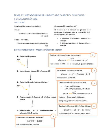 ESQUEMA-TEMA-12-METABOLISMO-HDC-GLUCOLISIS-Y-GLUCONEOGENESIS.pdf