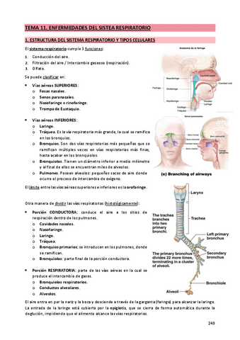 11. Enfermedades respiratorias.pdf