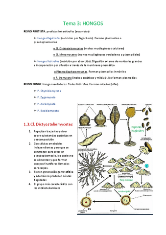 Tema-3-hongos.pdf