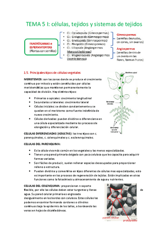 Tema-5-tejidos.pdf