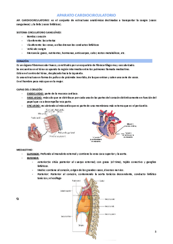 ANATOMIA-Ap.-Circulatorio-resumen.pdf